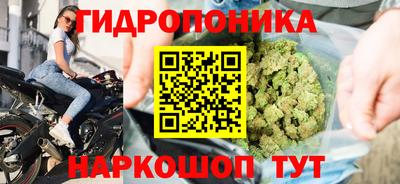 гашик Кингисепп