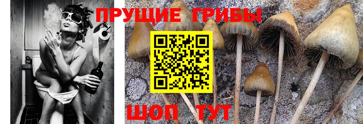 Псилоцибиновые грибы GOLDEN TEACHER Мценск